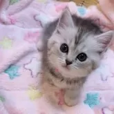 ミヌエット(短足)