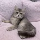 ブリティッシュショートヘア