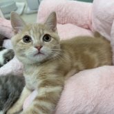 マンチカン(長足)