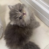 マンチカン(短足)