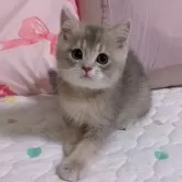 ブリティッシュショートヘア