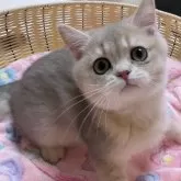 ブリティッシュショートヘア