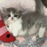 ミヌエット(短足)