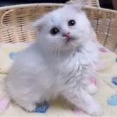 スコティッシュフォールド(折れ耳)