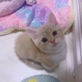 マンチカン(短足)