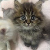 ミヌエット(長足)