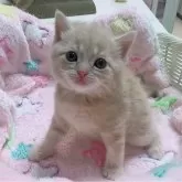 マンチカン(長足)