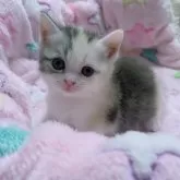 マンチカン(短足)