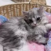 ミヌエット(長足)【京都府・男の子・2025年3月5日・シルバータビー&ホワイト】の写真2「きゅるるんおめめ🩷🩷」