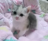 マンチカン(短足)【京都府・女の子・2025年8月5日・ダイリュートキャリコ】の写真3