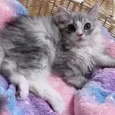 ミヌエット(長足)【京都府・男の子・2025年3月5日・シルバータビー&ホワイト】の写真4