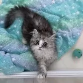 ミヌエット(長足)【京都府・男の子・2025年3月5日・シルバータビー&ホワイト】の写真5