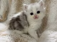 スコティッシュフォールド(立ち耳)【京都府・女の子・2025年11月10日・シルバークラシックタビー】の写真6