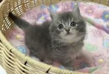 マンチカン(短足)【京都府・女の子・2025年10月2日・ブルー】の写真9