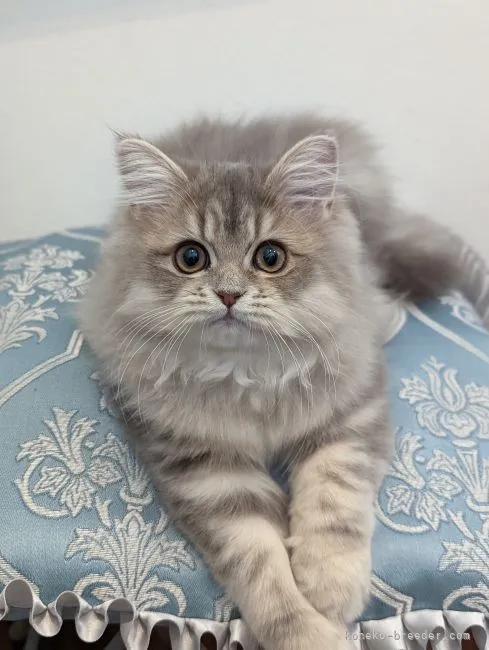 ID：2110-01006の子猫
