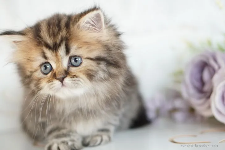 ID：2011-00506の子猫