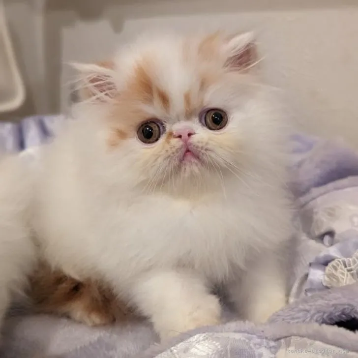 ID：2312-00575の子猫