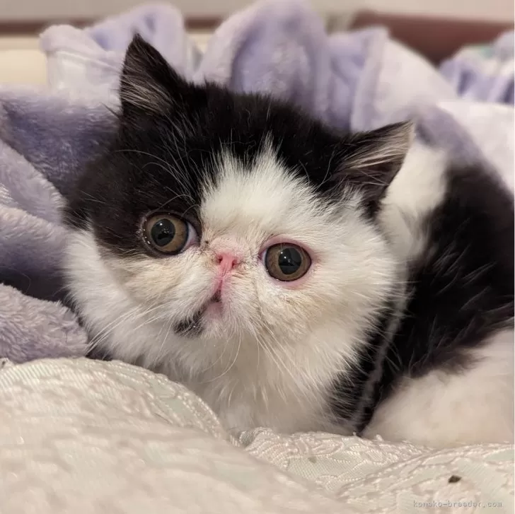 ID:2312-02044の子猫