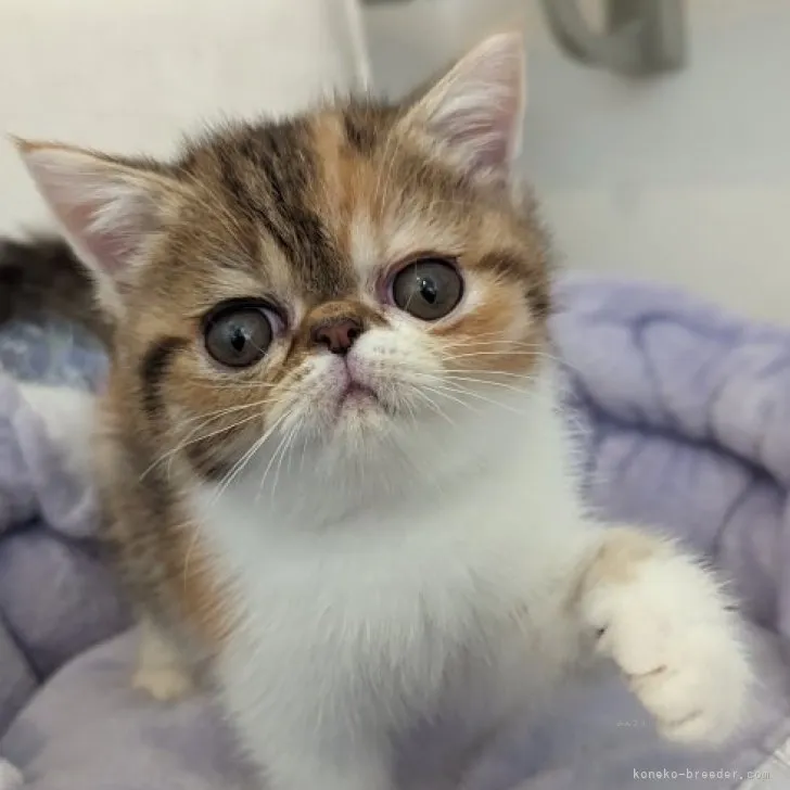 ID：2310-01456の子猫