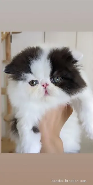 ID：2004-00809の子猫