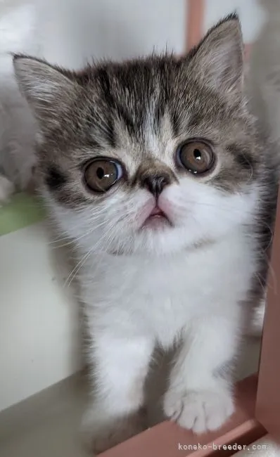 ID:2107-00699の子猫