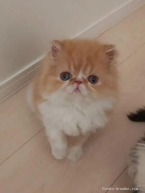 ID：1904-01465の子猫