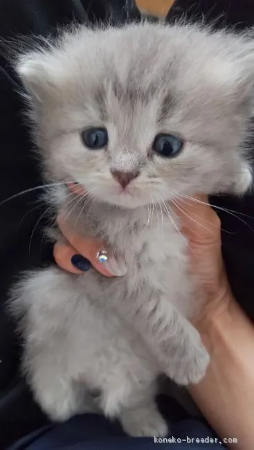 ID：1906-01525の子猫