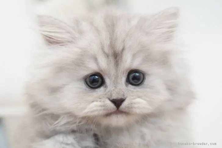 ID:2111-01391の子猫