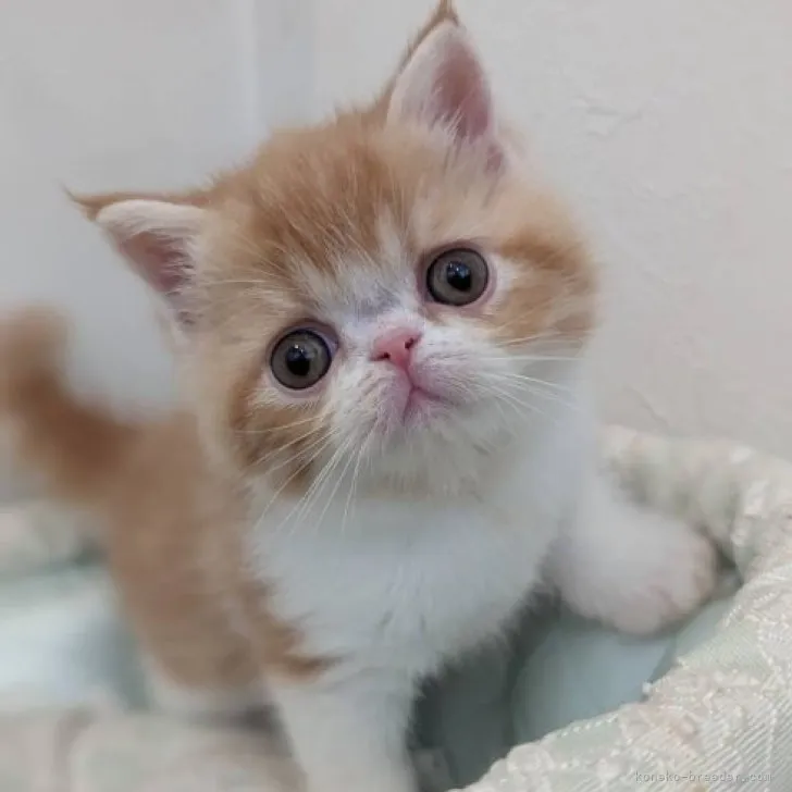 ID：2306-01446の子猫