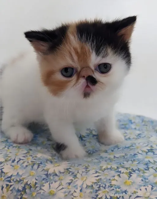 ID:2007-00155の子猫