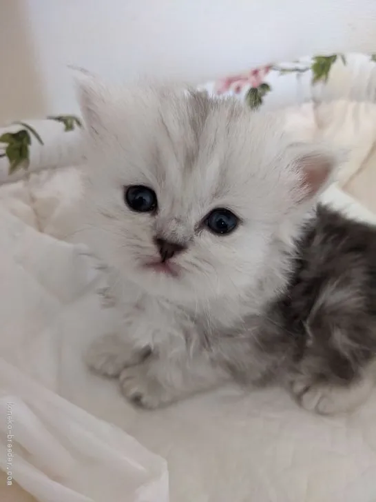 ID：2005-00065の子猫