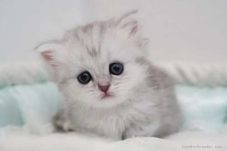 ID:2109-00794の子猫