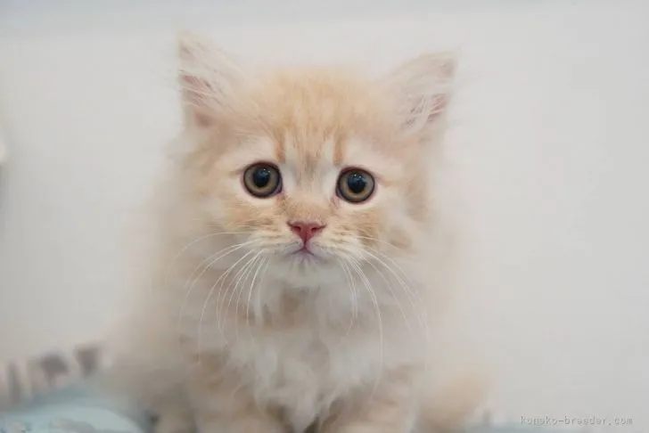 ID：2110-02112の子猫