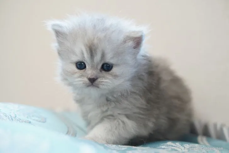 ID：2103-02145の子猫