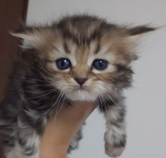 ID：1908-00919の子猫