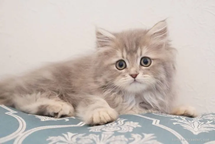 ID：2110-01007の子猫