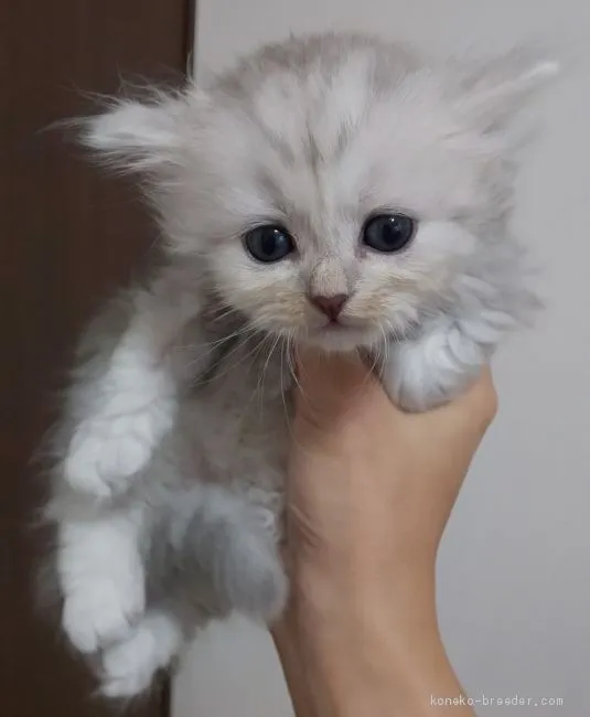 ID：1908-00920の子猫