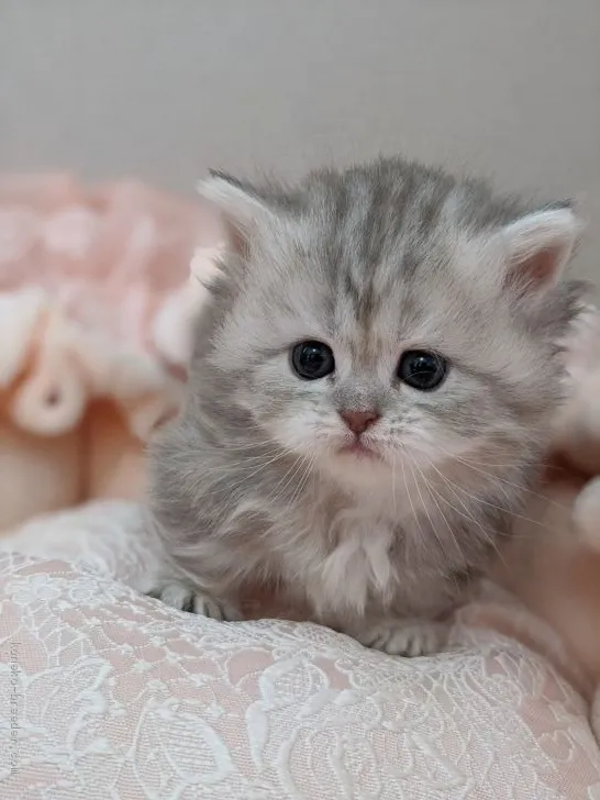 ID：2008-00150の子猫