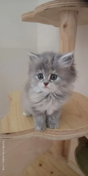 ID：1906-01794の子猫
