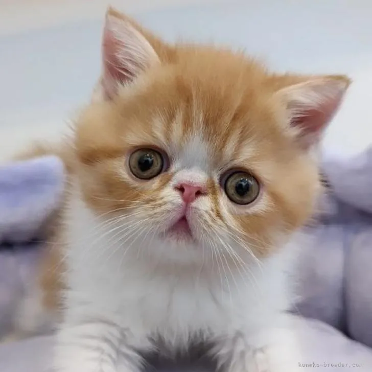 ID：2206-02747の子猫