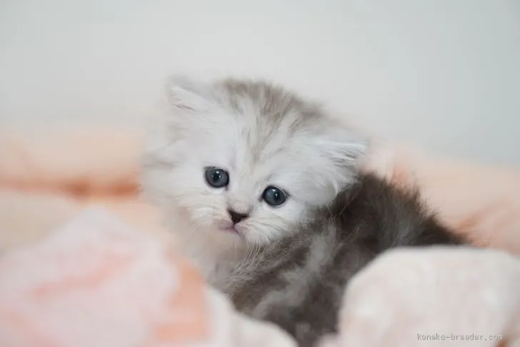 ID：2011-00505の子猫