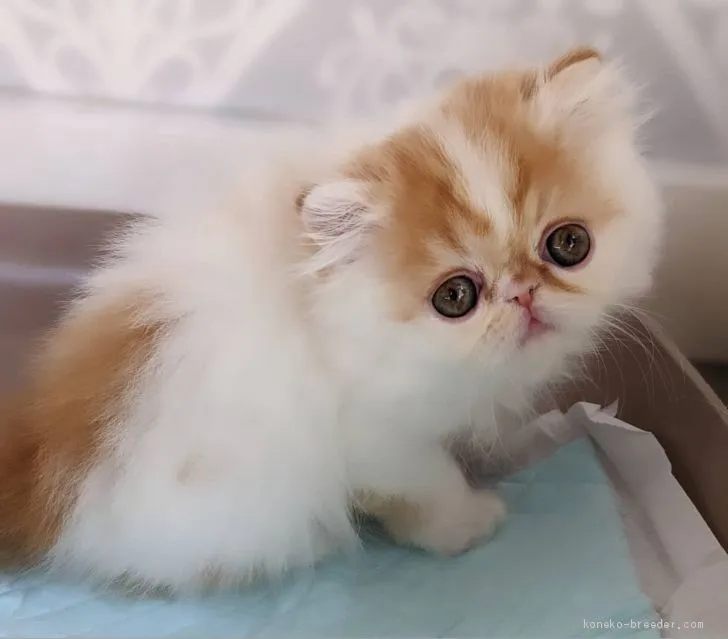 ID：2011-01004の子猫