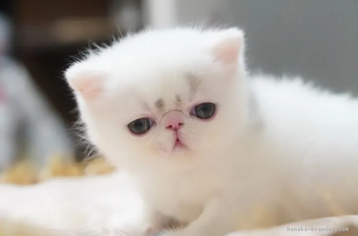 ID：2105-01986の子猫