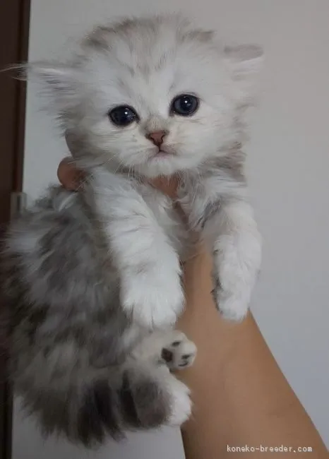 ID：1908-00921の子猫