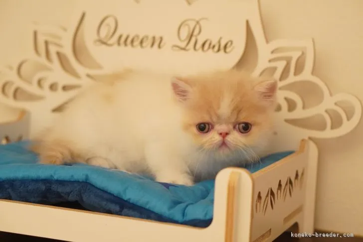 ID:2105-01983の子猫