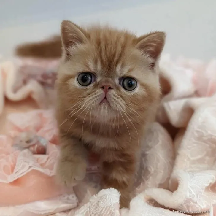 ID:2206-02749の子猫