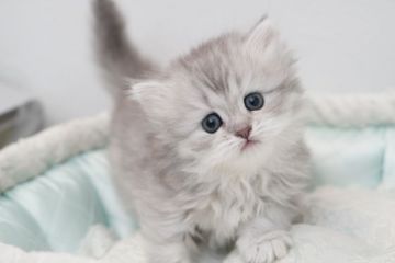 ミヌエット【広島県・女の子・2021年9月16日・ブルーシェーデッドシルバー】の写真「可愛い男の子🍀」