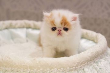 エキゾチックショートヘア【広島県・男の子・2021年4月16日・レッドタビー&ホワイト（ロング）】の写真「垂れ目の男の子🍀」