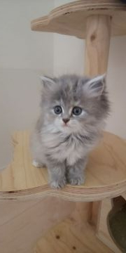 ペルシャ【広島県・女の子・2019年5月23日・ブルークリーム】の写真「人気カラーのブルーです💕💕」