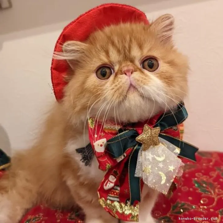 ID：2211-01555の子猫